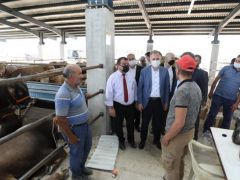 YENİ HAYVAN PAZARI HİZMETE GİRDİ