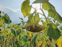 “İNEGÖL ALASI” ÇEKİRDEĞİ HASADI BAŞLADI…