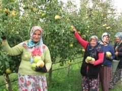ARMUT FİYATLARI ÇİFTÇİ’NİN YÜZÜNÜ GÜLDÜRDÜ…