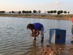 GÖLET’E AYNALI SAZAN BIRAKILDI…