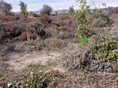 BARAJ KAPAKLARI KAPANINCA BALIKLAR TELEF OLDU…