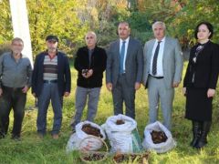 KESTANE ÜRETİMİNDE LİDERİZ…