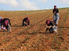ÇİFTÇİ’NİN YÜZÜNÜ GÜLDÜREN HASAD!